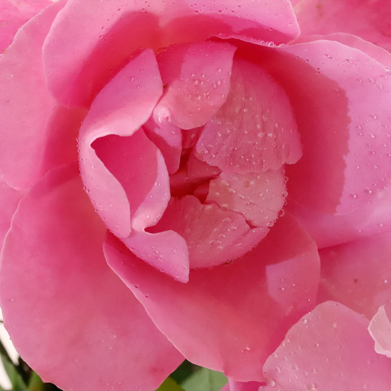 Brindabella Roses™ First Lady™ Rose Bush