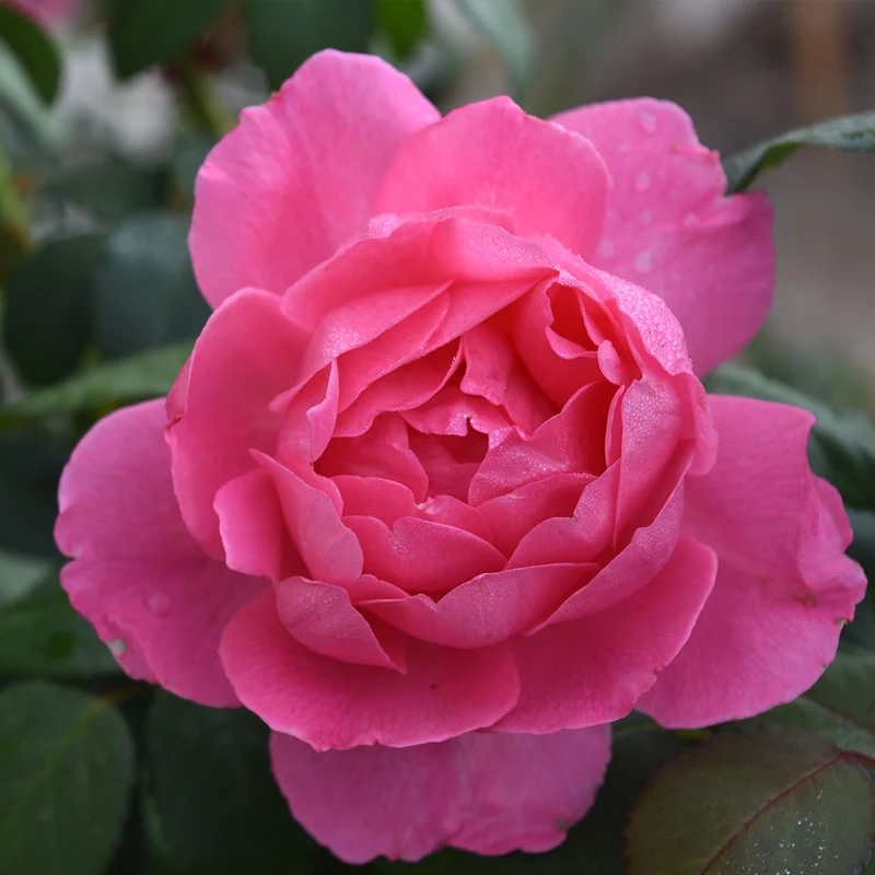 True Bloom Roses® True Inspiration Rose Shrub