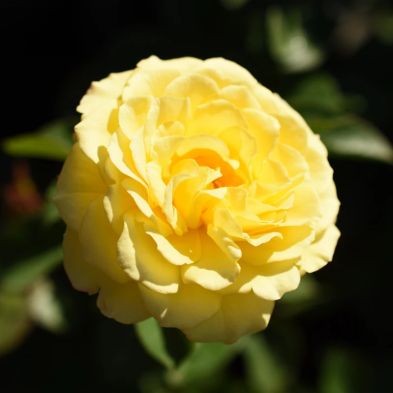 True Bloom Roses® True Friendship Rose Shrub