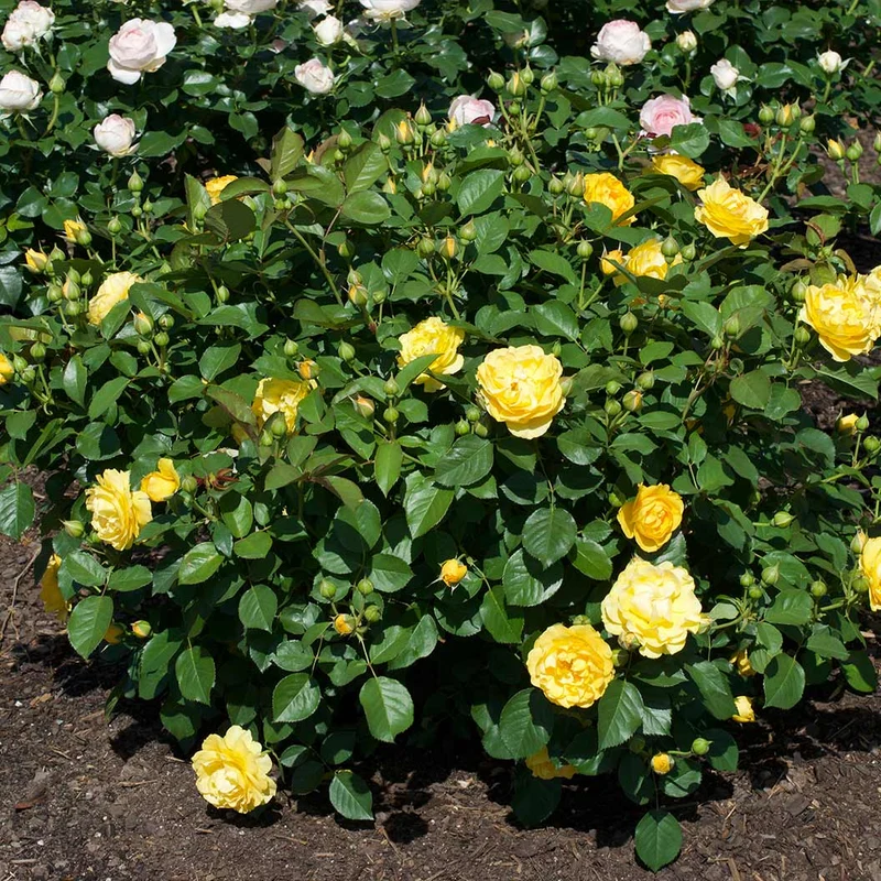 Surfer Girl™ Rose Bush