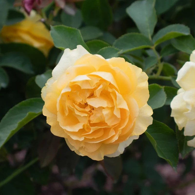 Surfer Girl™ Rose Bush