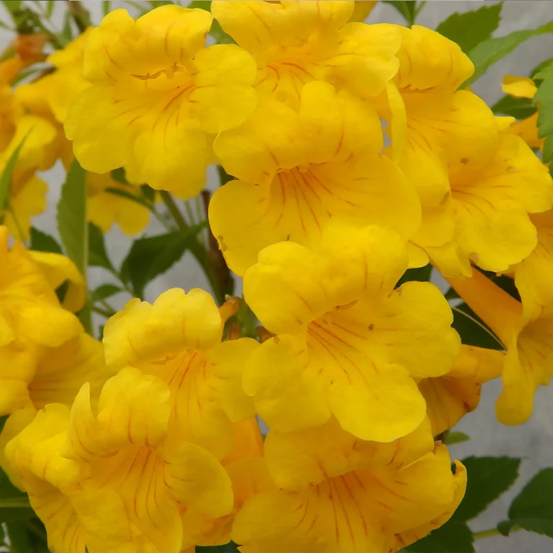 Sun Trumpets® Yellow Tecoma Shrub