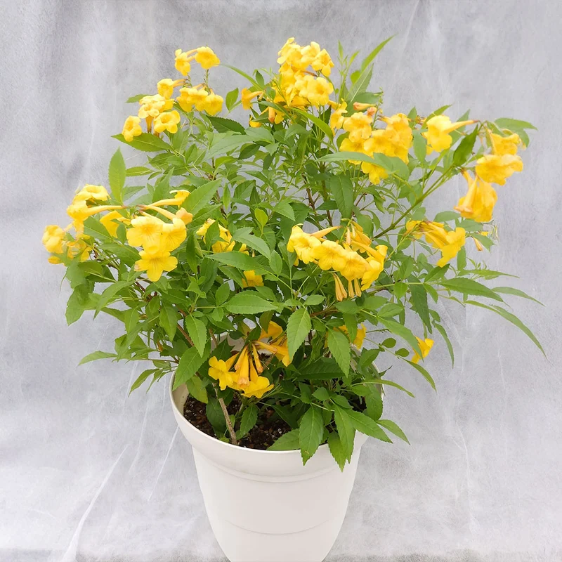 Sun Trumpets® Yellow Tecoma Shrub