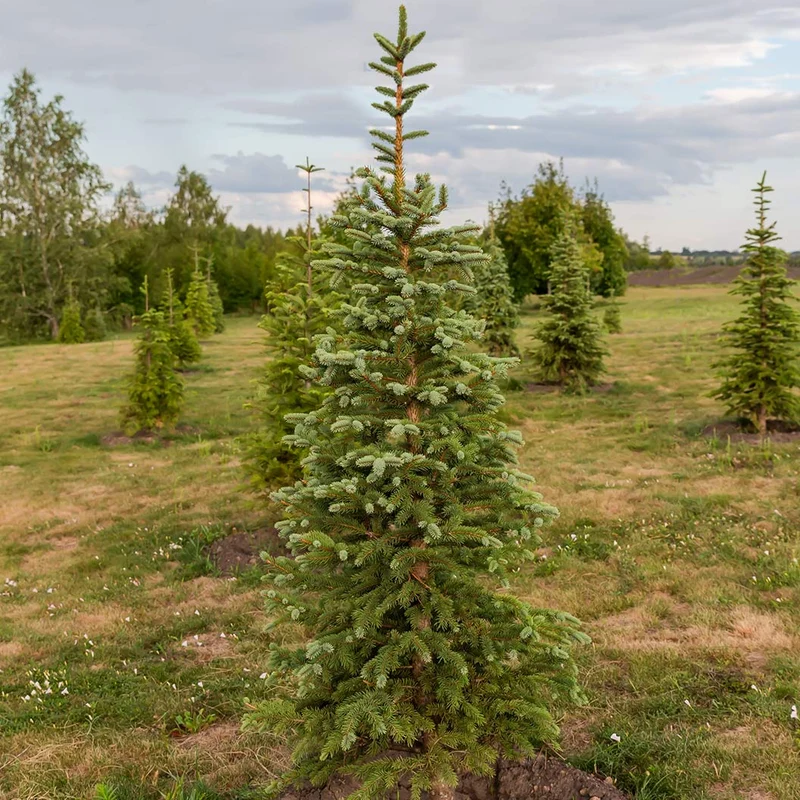 Montrose Charm White Spruce Tree