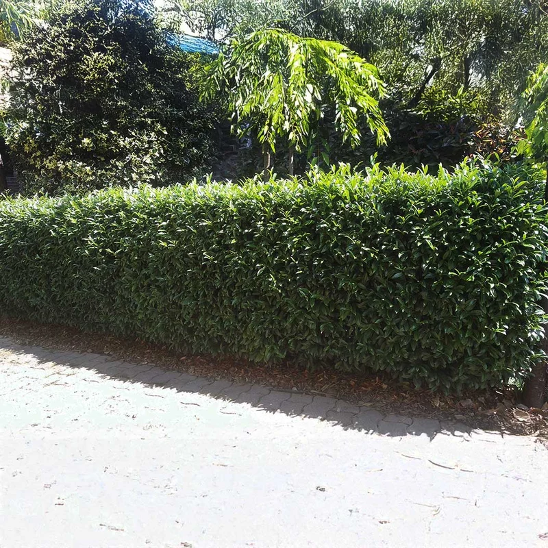 Sofia® Cherry Laurel Bush