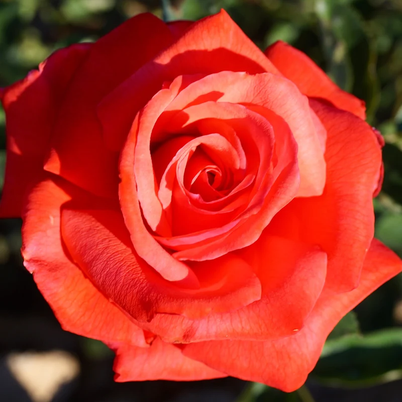 Dolly Parton Rose Bush