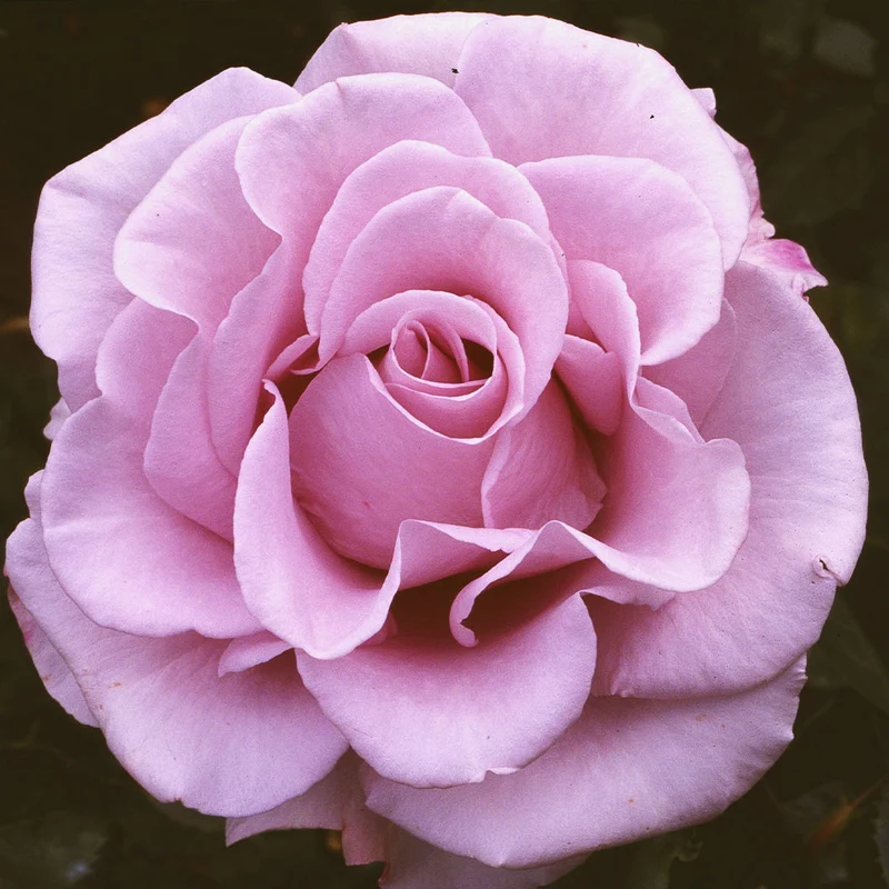 Lagerfeld Rose Bush