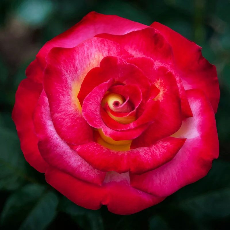 Dick Clark Rose Shrub