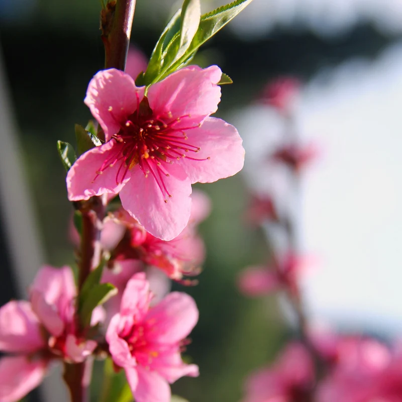Pix Zee Patio Peach Tree