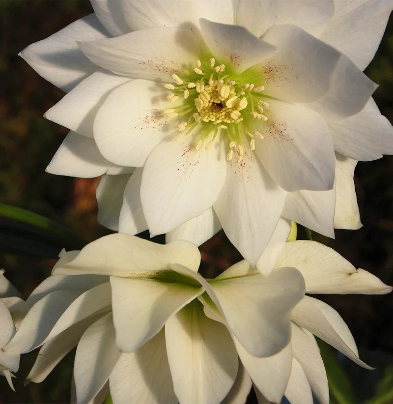 Winter Jewels® Sparkling Diamond Lenten Rose Plant