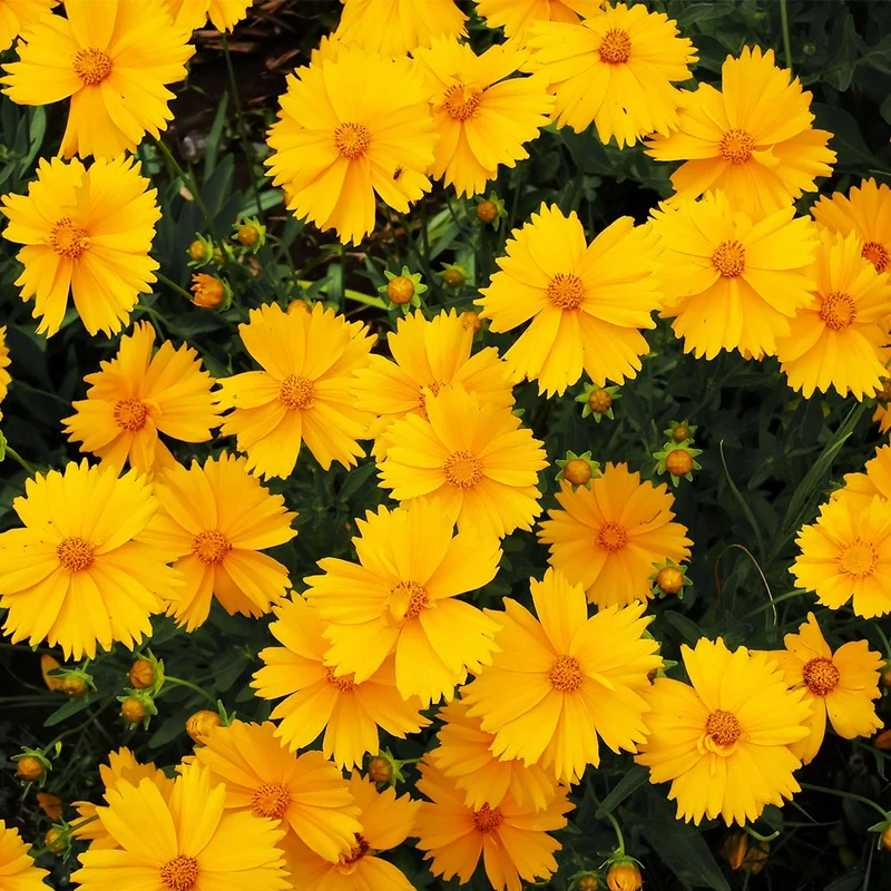 Nana Coreopsis (Tickseed) Plant