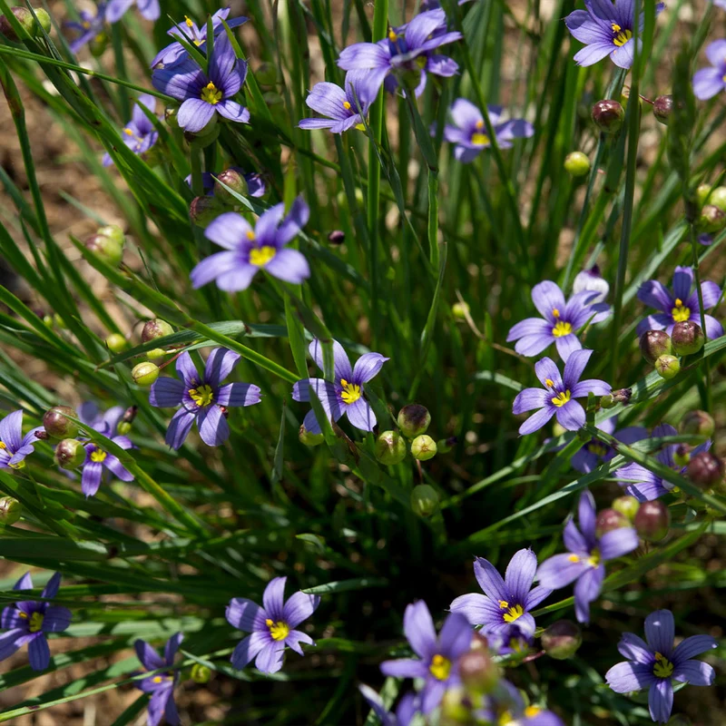 Lucerne Blue-Eyed Grass