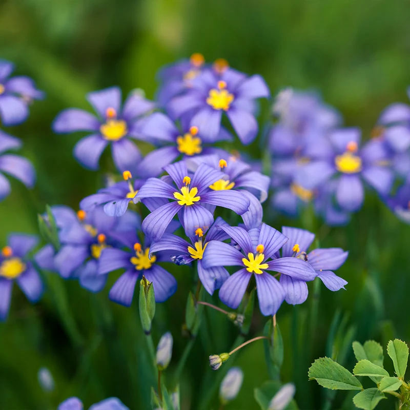 Lucerne Blue-Eyed Grass