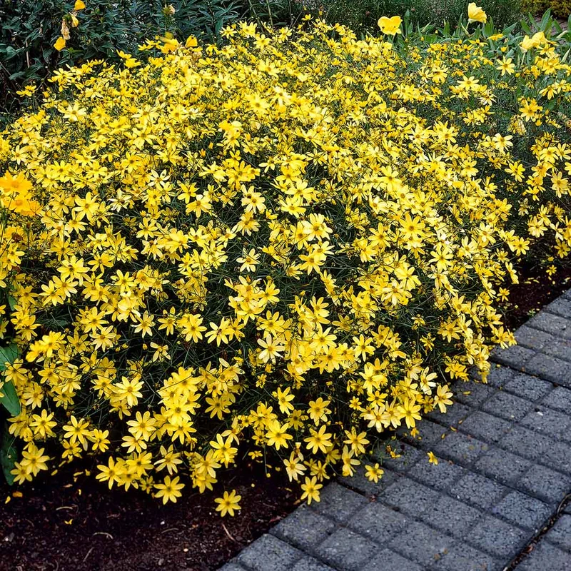 Moonbeam Coreopsis Plant
