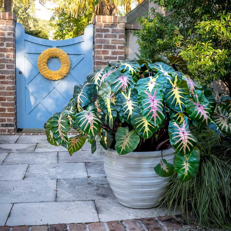 Royal Hawaiian® ‘Waikiki’ Colocasia Shrub
