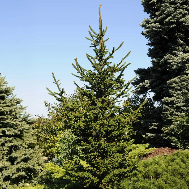 Hillside Upright Norway Spruce Tree