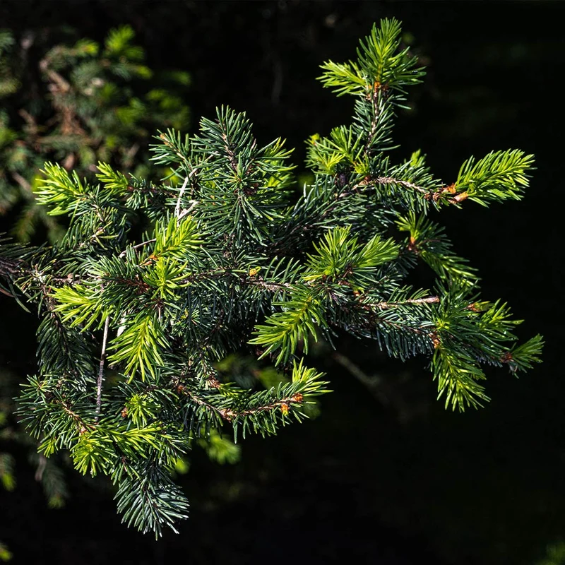 Hillside Upright Norway Spruce Tree