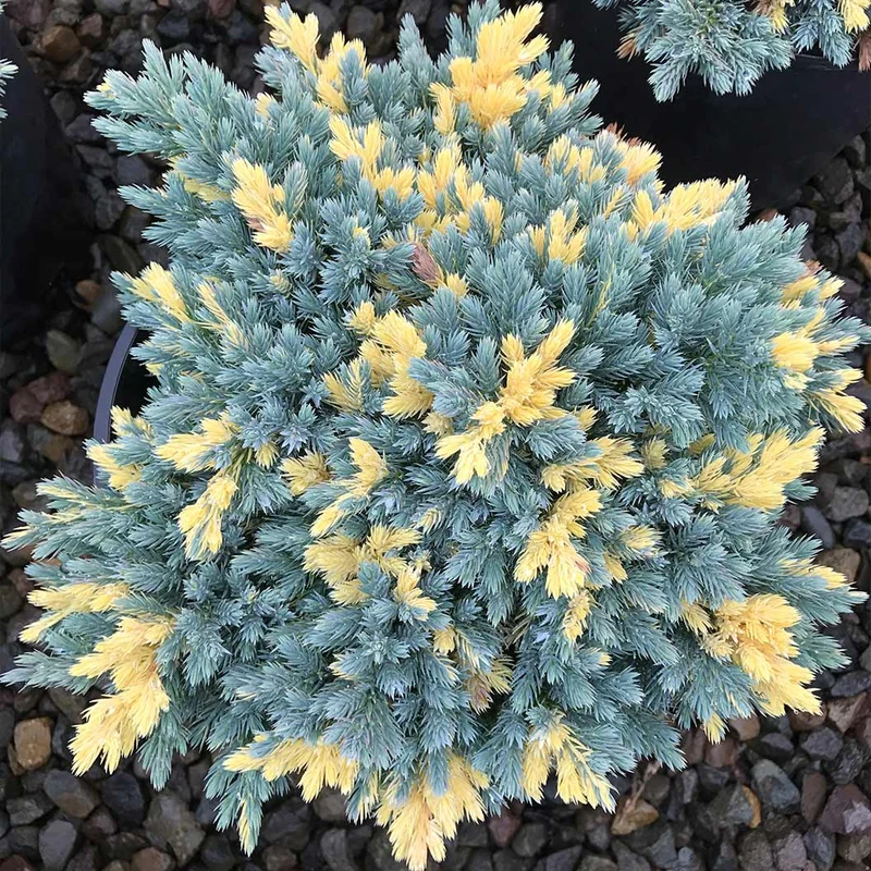 Floriant Flaky Juniper Shrub