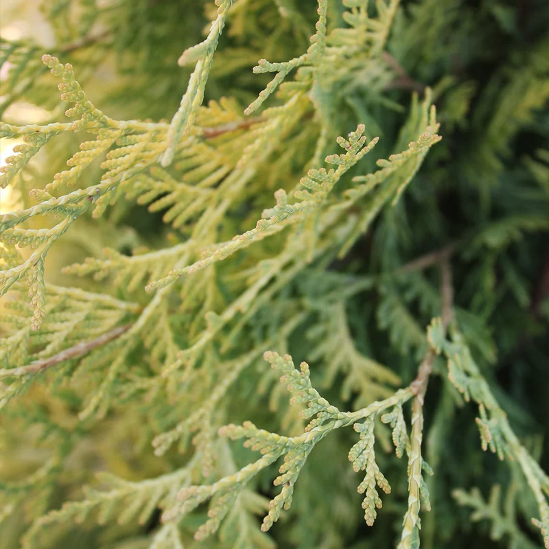 Yellow Ribbon Arborvitae Tree