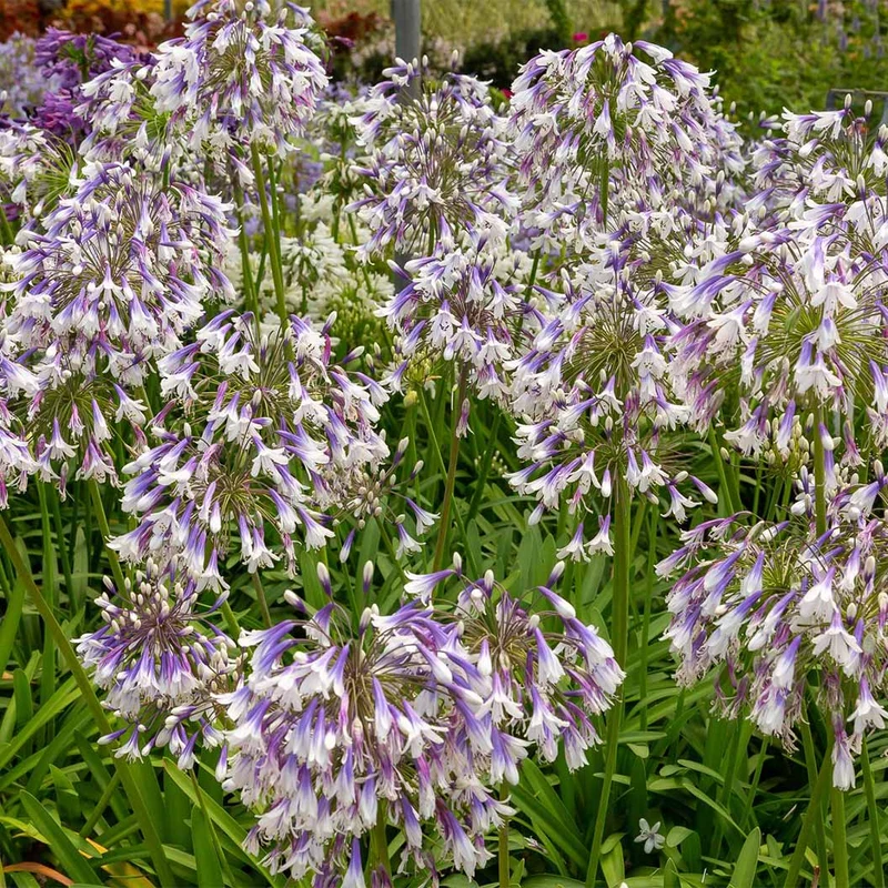 Ever Twilight™ Agapanthus Plant