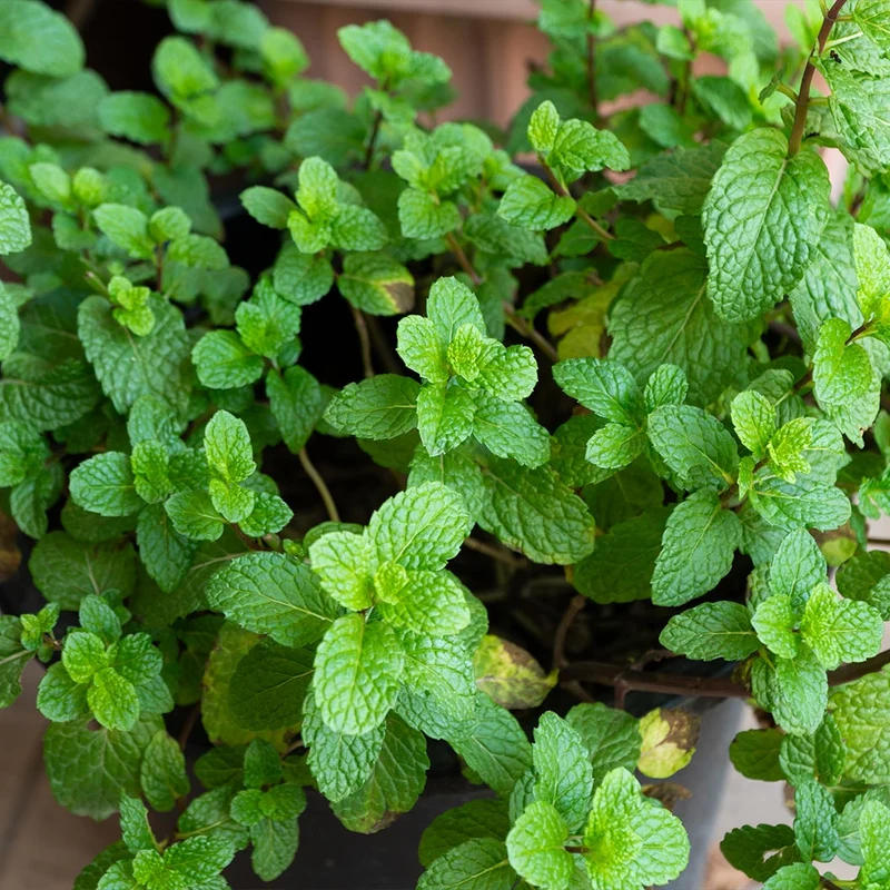 Start Fresh Organic Herb 4 Pack Plant