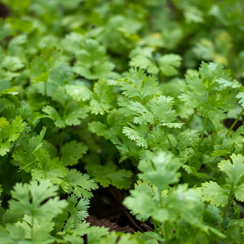 Start Fresh Organic Herb 4 Pack Plant