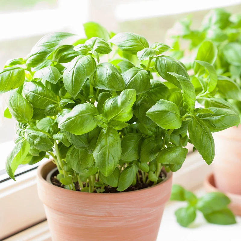 Kitchen Essential Organic Herb 4 Pack Plant