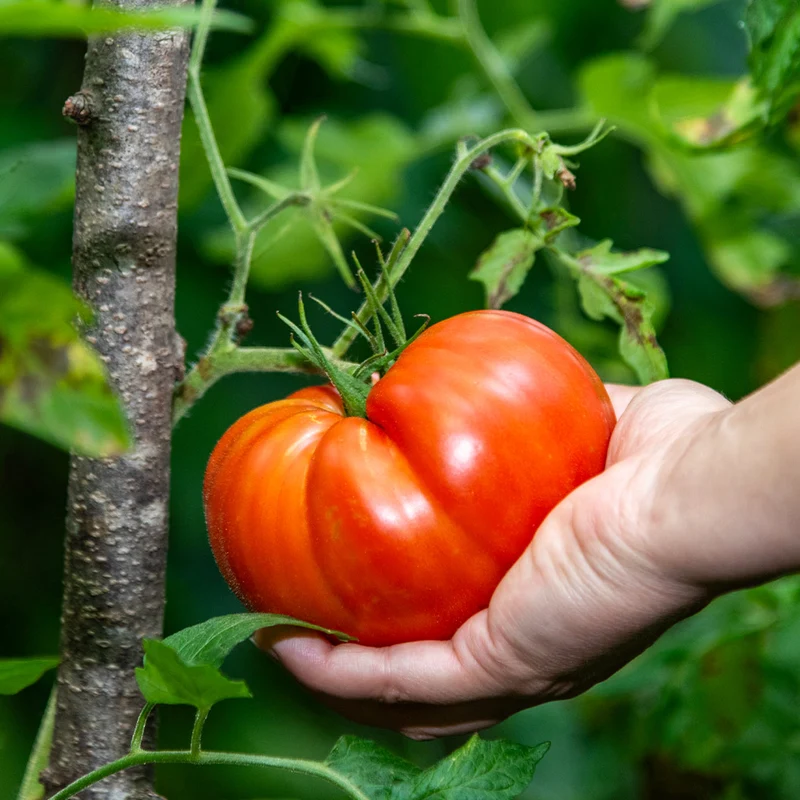 Everyday Harvest Organic Vegetable 4 Pack Plant