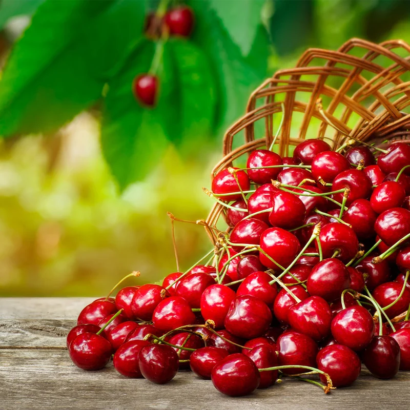 Juliet Dwarf Cherry Bush