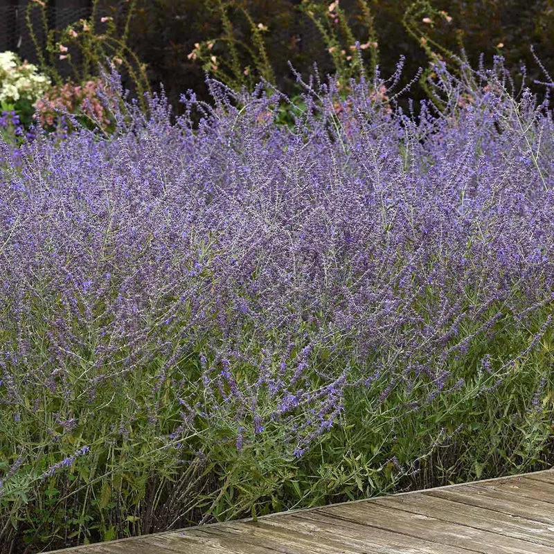 Better Versions® CrazyBlue Russian Sage Plant