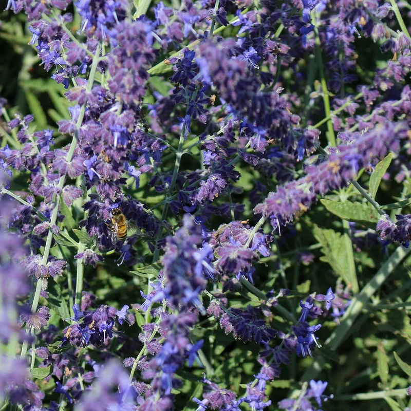 Better Versions® CrazyBlue Russian Sage Plant