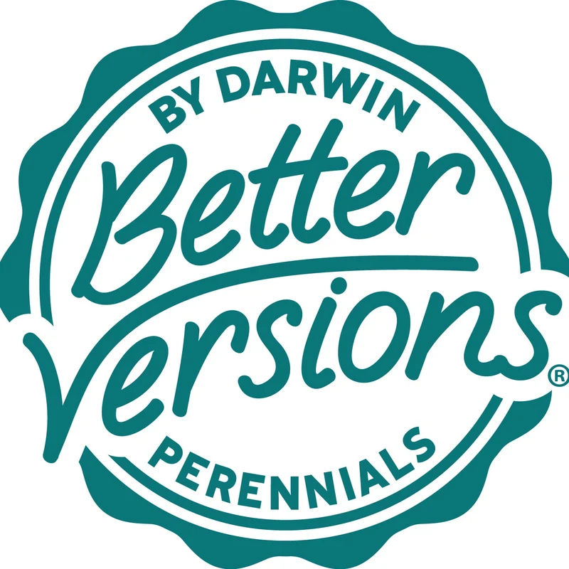 Better Versions® CrazyBlue Russian Sage Plant