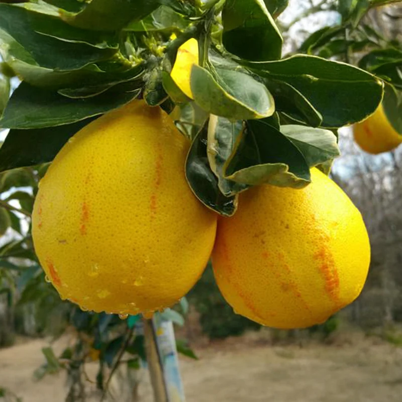 Variegated Honeybell Tangelo Tree