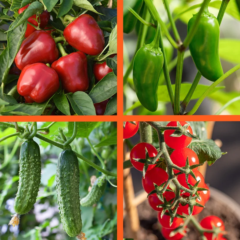 Patio Snack Organic Veggie 4 Pack Plant