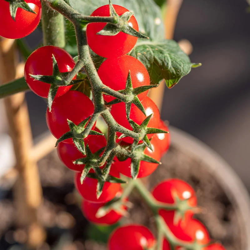 Patio Snack Organic Veggie 4 Pack Plant