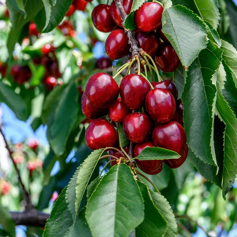 Carmine Jewel Dwarf Cherry Shrub