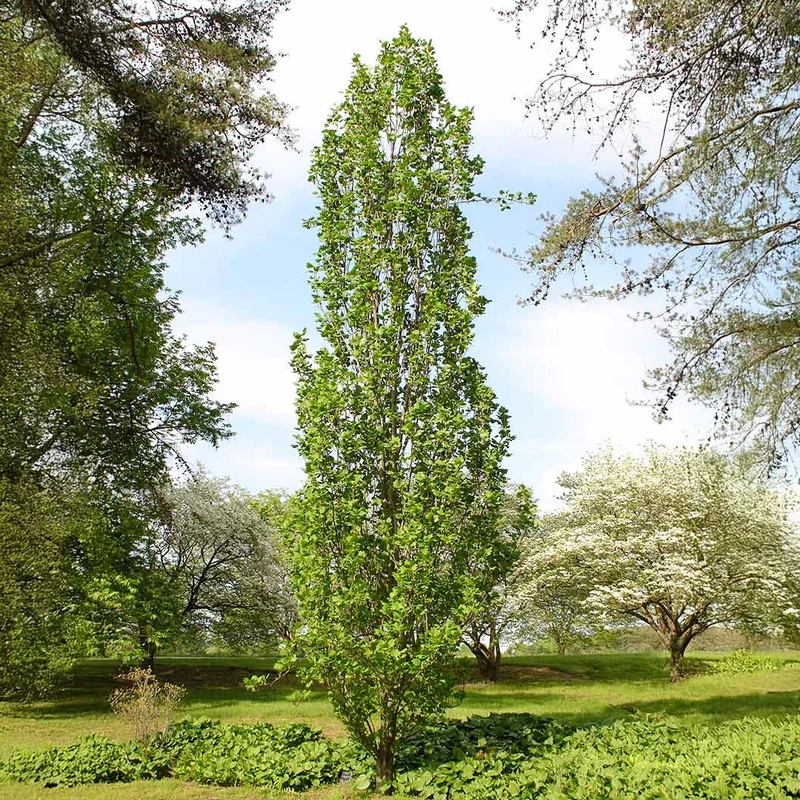 Arnold Tuliptree Tree