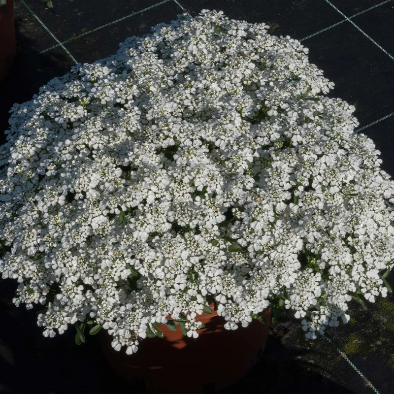 Better Versions® Summer Snowdrift Candytuft Plant