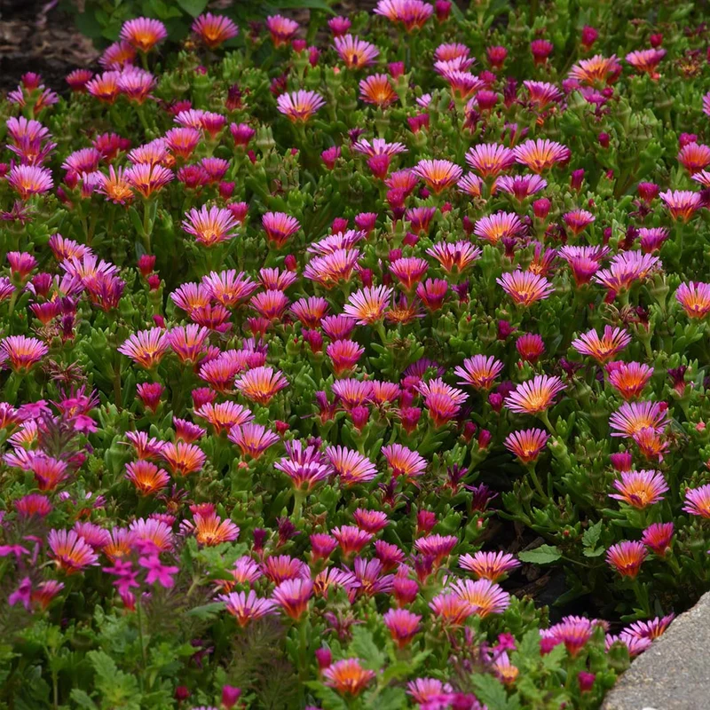 Better Versions® Ocean Sunset™ Orange Glow Ice Plant