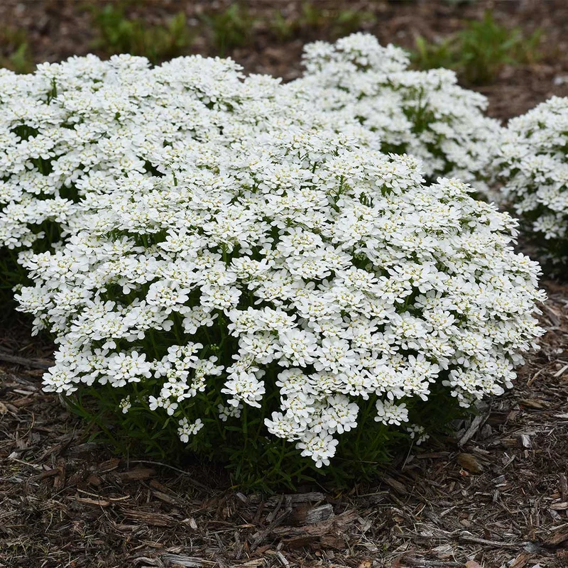 Better Versions® Snowsation™ Candytuft Plant