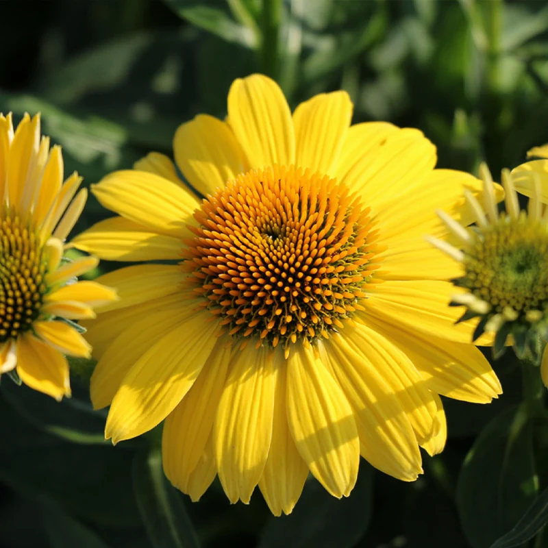 Better Versions® Sombrero® Lemon Yellow Echinacea Plant
