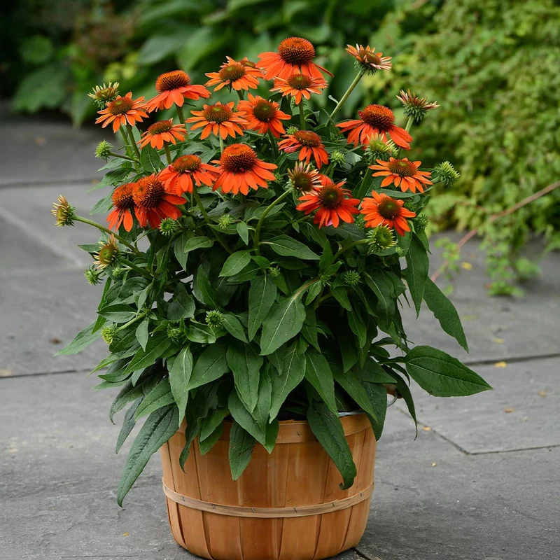 Better Versions® Sombrero® Adobe Orange Echinacea Plant