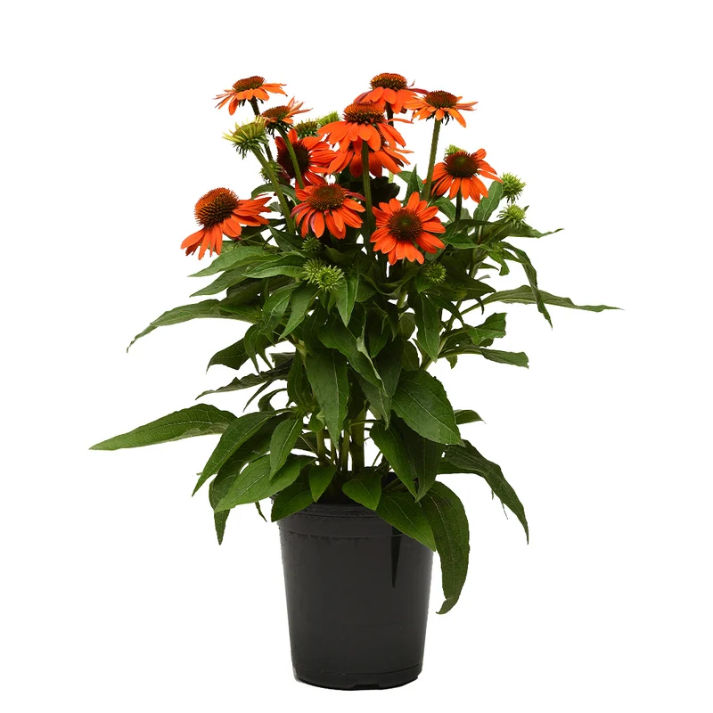 Better Versions® Sombrero® Adobe Orange Echinacea Plant