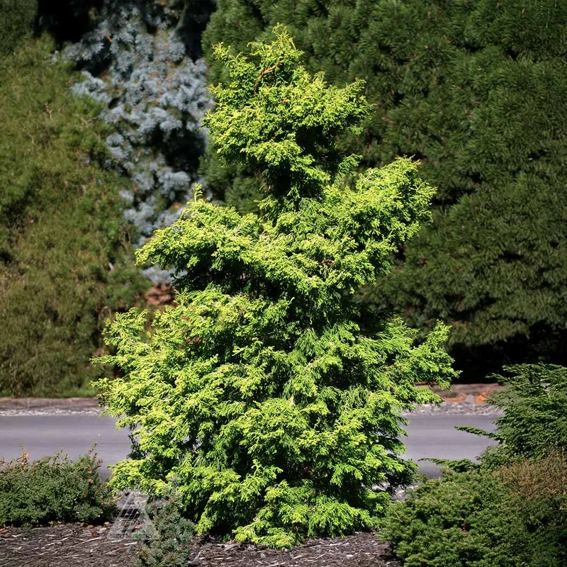 Iseli® Sunny Swirl Hinoki Cypress Tree