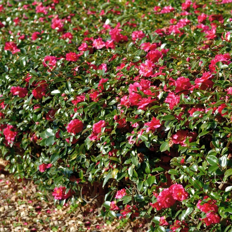 Kramers Camellia Shrub