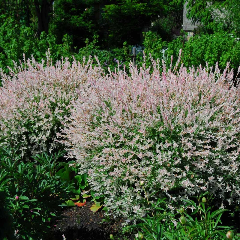 Tri-Color Dappled Willow Shrub