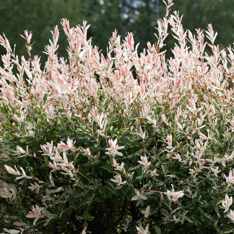 Tri-Color Dappled Willow Shrub