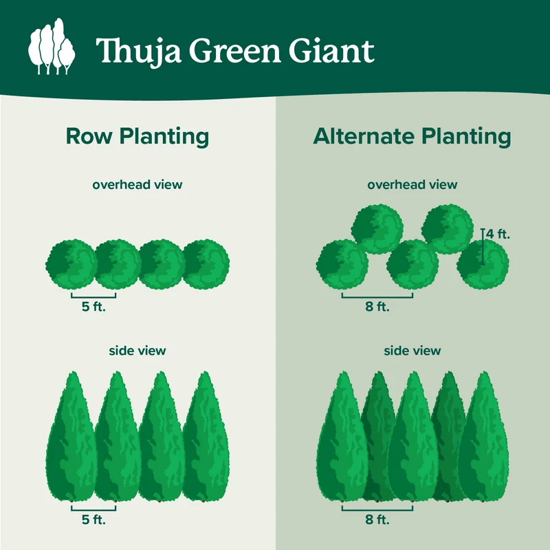 Thuja Green Giant Arborvitae