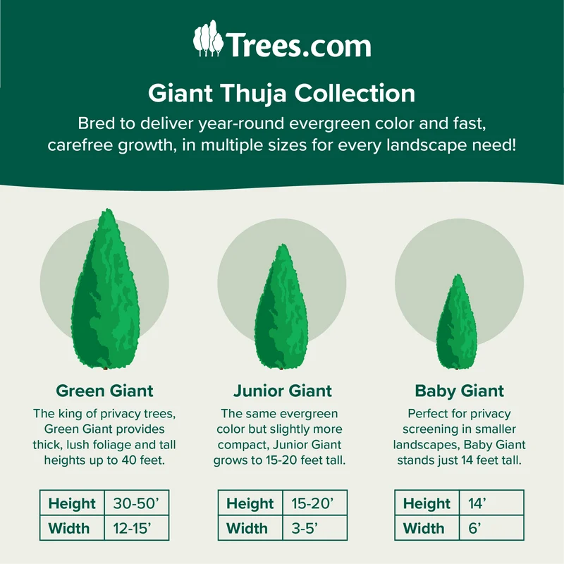 Baby Giant Arborvitae Tree