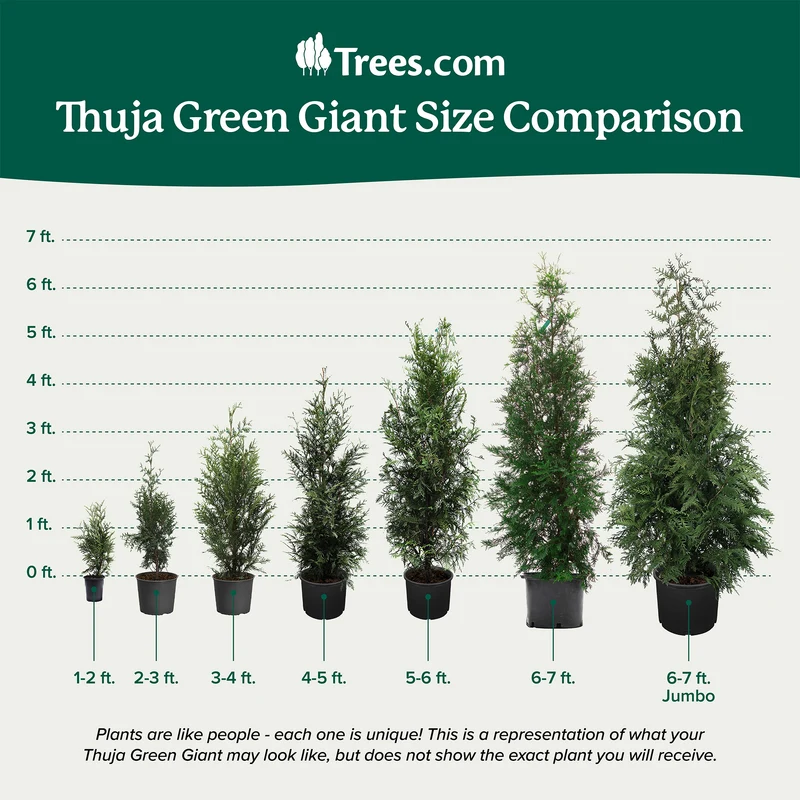 Thuja Green Giant Arborvitae